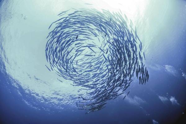 Swarm Intelligence