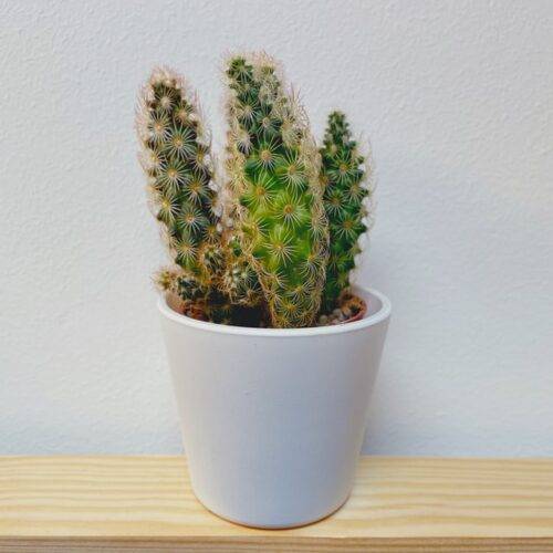 Indoor Plants